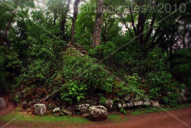 Bosque sobre las ruinas Viajes Color (Digital)