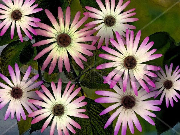 margaritas de la tundra boreal del himalaya
