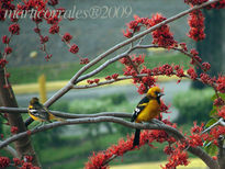 Altamira Oriole