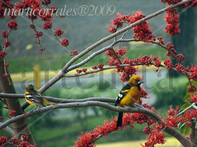 Altamira Oriole Naturaleza Color (Digital)