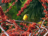 Baltimore oriole