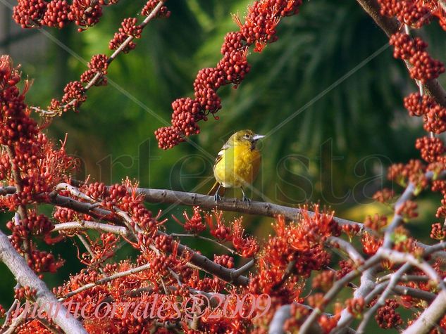 Baltimore oriole Naturaleza Color (Digital)