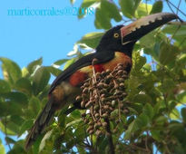 Colared aracari