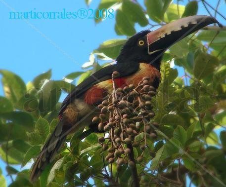 Colared aracari Naturaleza Color (Digital)