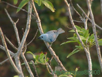 Blue Gray tanager