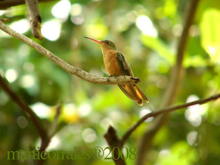 Cinnamoon Humming bird
