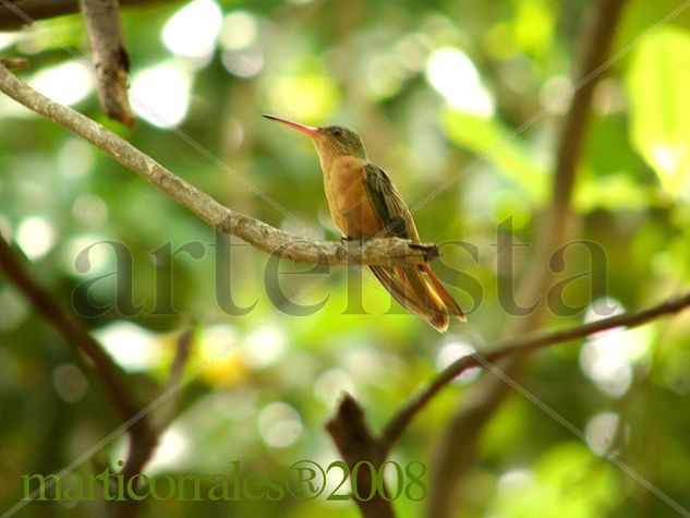 Cinnamoon Humming bird Naturaleza Color (Digital)