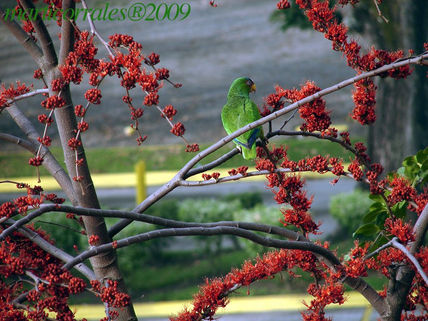 White Fronted Parrow