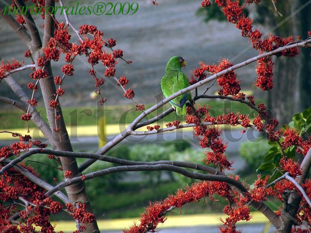 White Fronted Parrow 