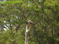 Aguila cangrejera