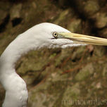 Aves de Honduras thumbnail 2