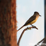 Aves de Honduras thumbnail 1
