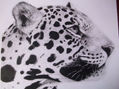 Leopardo