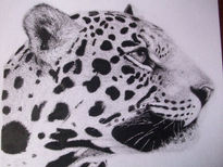 Leopardo