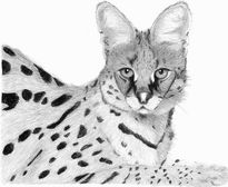 Serval