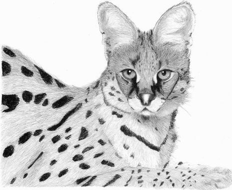 Serval