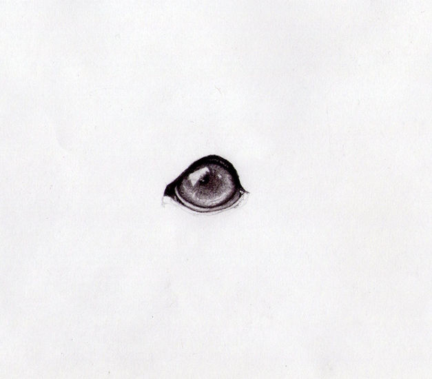 Ojo del amigo (dibujo de práctica) Pencil