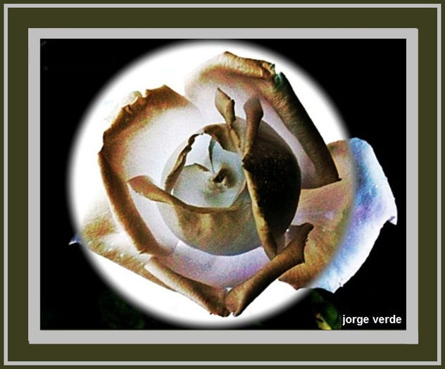 2010/F032    ROSA EMERGENTE
