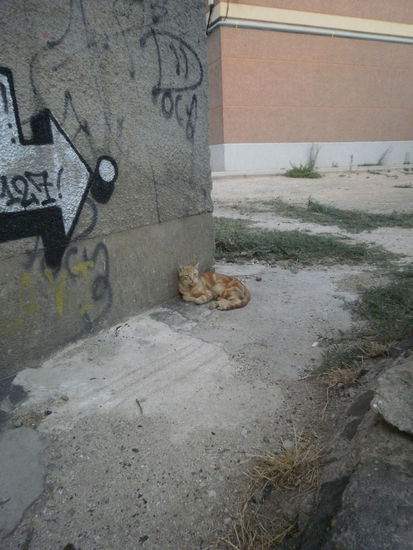 "Chunga life" -  Adiós al verano - A FINAL RUSH 1 Nature Color (Digital)