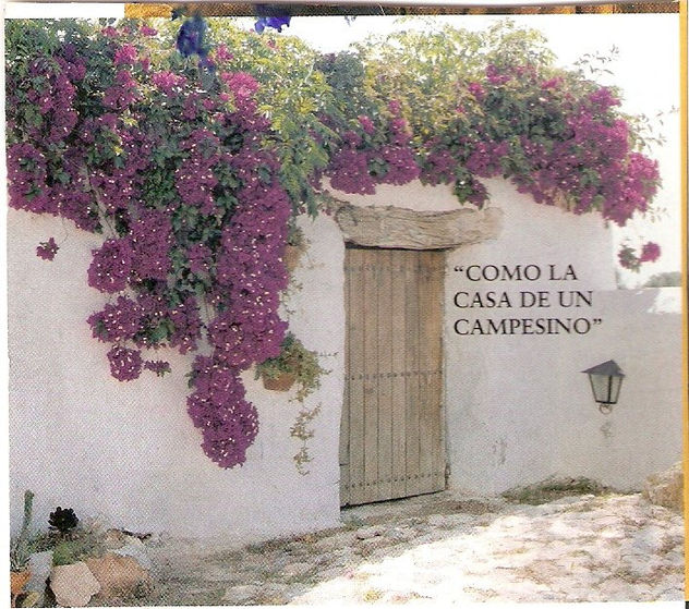 buganvillas