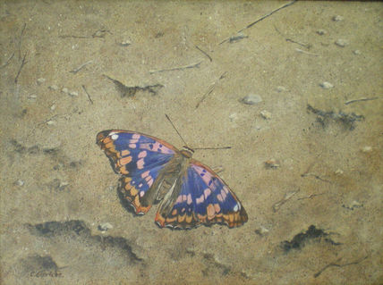 Tornasolada danubiana