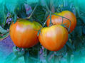 Tomate asturiano