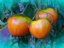Tomate asturiano