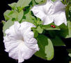 PETUNIAS   BLANCAAS