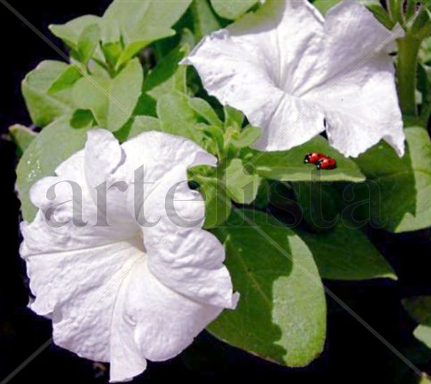 PETUNIAS   BLANCAAS Naturaleza Color (Digital)