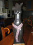 torso danza