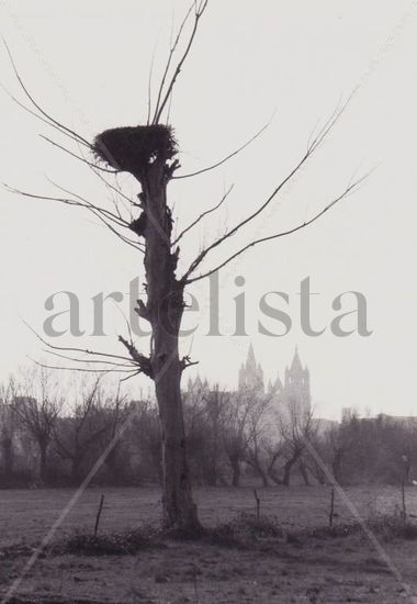 "Árbol catedralicio" 4 Nature Black and White (Manual)