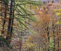 Otoño