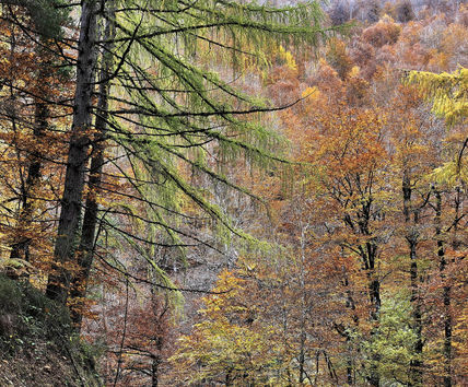 Otoño