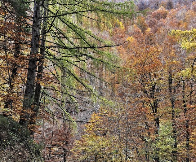 Otoño