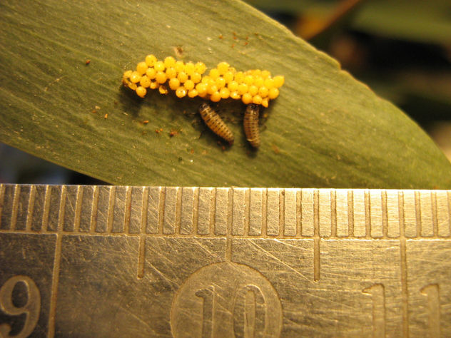 NACIMIENTO DE COCCINELLIDAE  PARTE  II