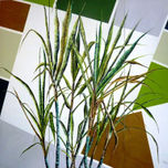 Dulce Sabor Latinoamericano 2011 thumbnail 1