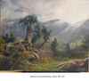 olivos de tramuntana, Deia