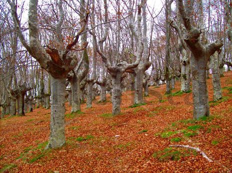 El otoño