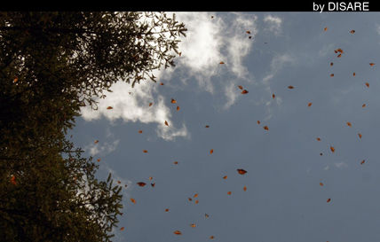 Cielo adornado
