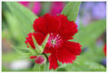 flor