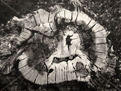 "Naturaleza...