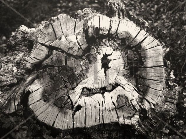"Naturaleza truncada" 5
