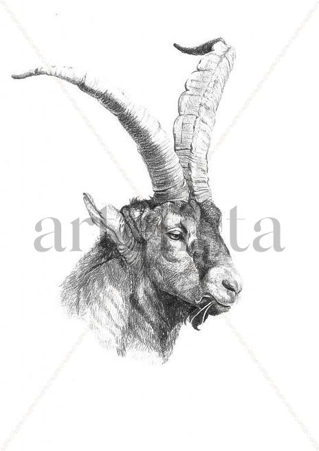 Cabra iberica