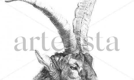 FAUNA IBERICA