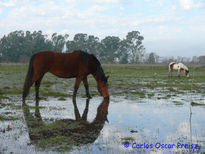 Reflejos 8