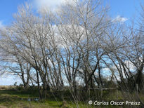 Alamos plateados