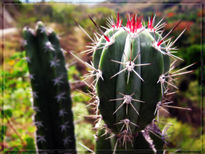 Cactus