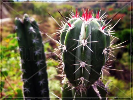 Cactus