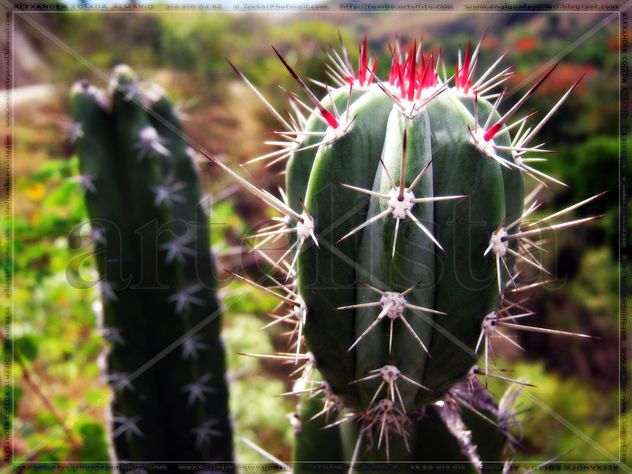 Cactus