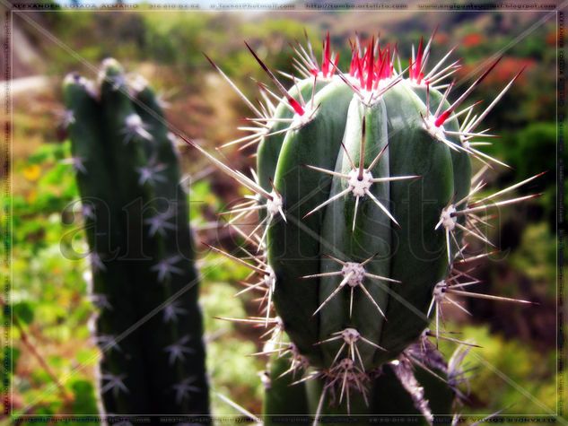 Cactus Naturaleza Color (Digital)